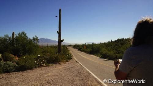 Saguaro National Park2