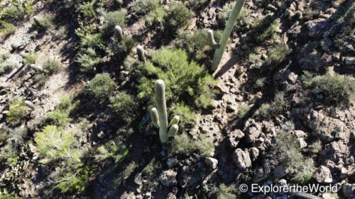 Saguaro National Park4