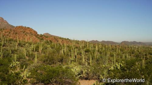 Saguaro National Park5