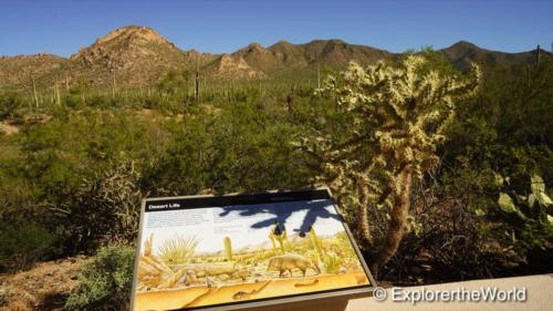 Saguaro National Park6